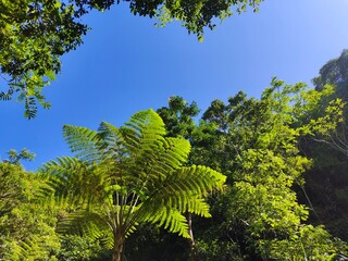 trees in the forest