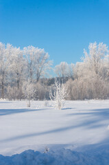 Winter landscape. Trees in hoarfrost on a sunny day.