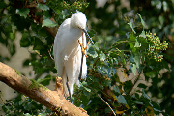 Little Egret cleaning beak with yellow foot