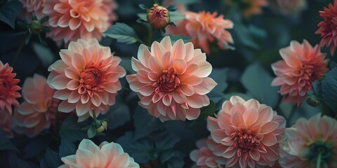 Macro shot of blooms against a black backdrop.