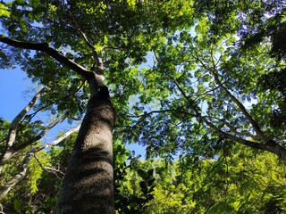 Fototapeta premium tree in the forest