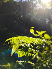 fern in the woods © Hudy