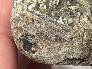 Ambergris whale vomit used in perfume making it is made by sperm whale to protect its digestive tract, ambergris is expensive and rare