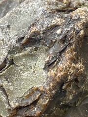 Ambergris whale vomit used in perfume making it is made by sperm whale to protect its digestive tract