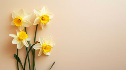 Narcissus flowers top view, floral background, free space