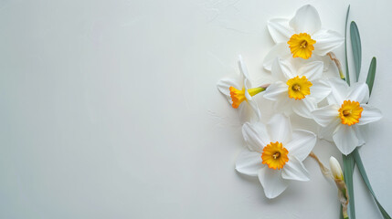 Narcissus flowers top view, floral background, free space