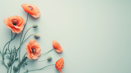 Poppy flowers top view, summer background, free space