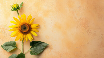 Sunflowers top view, summer background, free space
