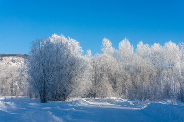Winter landscape with trees covered with hoarfrost on a sunny day