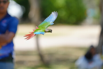 Pineapple green cheek conure (Mato Grosso Greencheek conure) free flying parrot