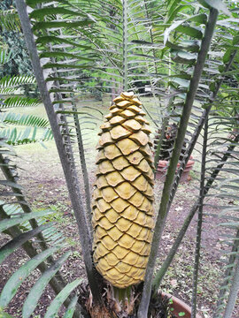 Encephalartos villosus male cones detail