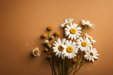 bouquet of camomiles