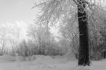 Trees covered with hoarfrost and snow in the winter forest