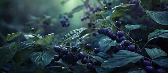 A detailed view of a cluster of nightshade berries growing on a tree, showcasing their vibrant colors and round shapes. The berries are hanging from the branches, surrounded by green leaves.