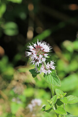 Pink mint flowers in a pond