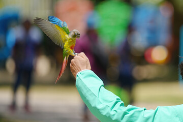 Pineapple green cheek conure (Mato Grosso Greencheek conure) free flying parrot