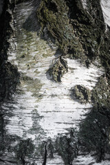 Kora brzozy. © Blaszko