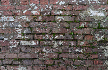 Texture of old weathered red brick wall covered with lime spots, green moss and lichen