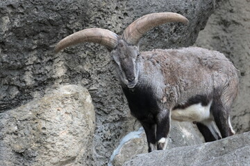 スーチョワンバーラル