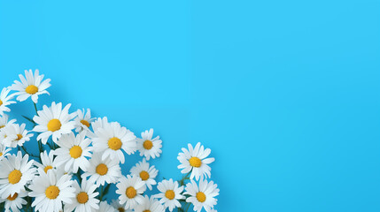 Fototapeta premium Daisies on Blue Background: Delicate Flowers in Vibrant Contrast