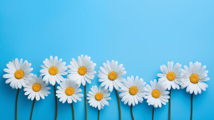 Obraz premium Daisies on Blue Background: Delicate Flowers in Vibrant Contrast