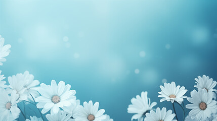 Daisies on Blue Background: Delicate Flowers in Vibrant Contrast