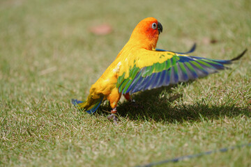sun conure free flying parrot