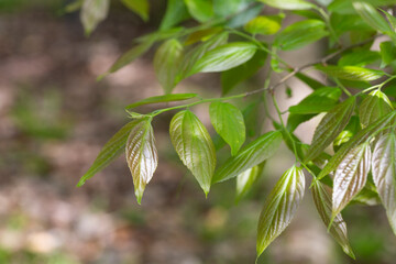 Giant dogwood trunk and green leaves Cornaceae deciduous tall tree