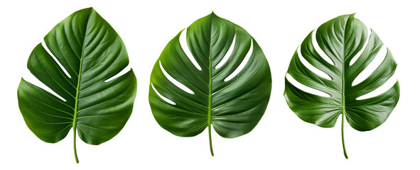 Monstera leaves, plant motif, decoration. Big leaves with holes, Green jungle leaf, atural of Tropical green leaves of leaf, isolated on a white and transparent Background, Top view	