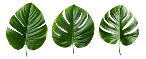 Monstera leaves, plant motif, decoration. Big leaves with holes, Green jungle leaf, atural of Tropical green leaves of leaf, isolated on a white and transparent Background, Top view	