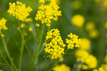Barbarea arcuata or bittercress or herb barbara or wound rocket many yellow flowers background