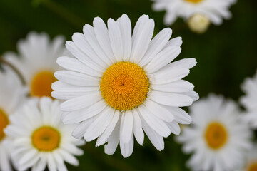 White and yellow daisy flowers on a green blurred background. Matricaria chamomilla, syn. Matricaria recutita