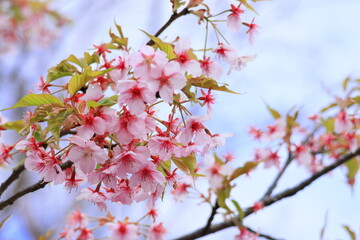 桜