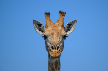 Giraffenportrait
