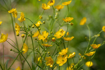 close up of buttercups on the Green blurred background