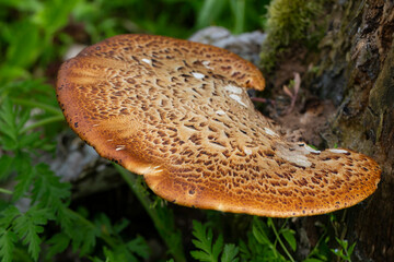 Cerioporus squamosus, also known as Pheasant's back mushrooms and dryad's saddle