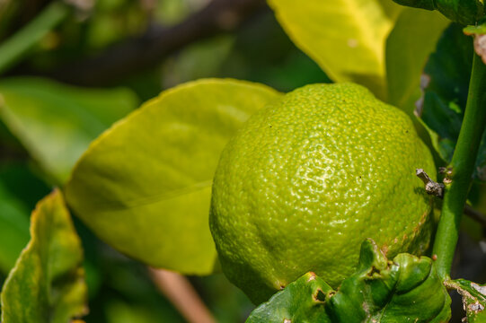 green lemons on tree in garden 3