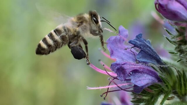 A bee flies over an Echium vulgare flower