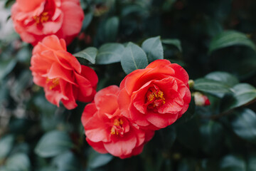 Beautiful pink Camellia flowers in a garden. \