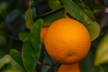 Orange garden with oranges in spring. Trees with fruits. 11