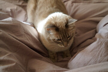 Front view of a cute beautiful Siamese breed cat on a classic brown blanket