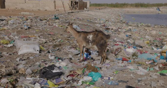 Goat eating rubbish. Horrific plastic pollution. Climate change, Drought, Dakar, Senegal