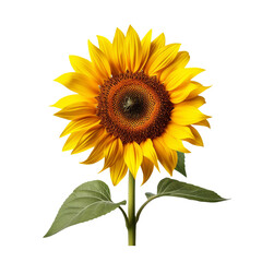 Obraz premium Sunflower isolated on transparent background