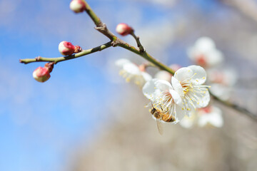 梅の花とミツバチ