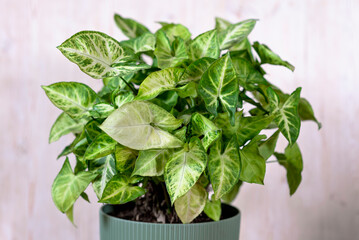 Syngonium podophyllum, Common names: arrowhead plant, arrowhead vine, arrowhead philodendron, goosefoot, African evergreen, and American evergreen, white butterfly  - 749297327