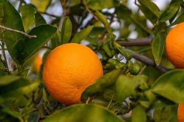 Close-up of ripe oranges hanging on a tree in an orange plantation garden7