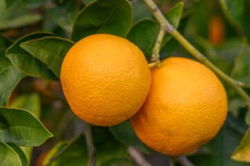 Close-up of ripe oranges hanging on a tree in an orange plantation garden 9