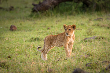 Lion cub ( Panthera Leo Leo) in the golden light of the evening sun, Olare Motorogi Conservancy, Kenya.