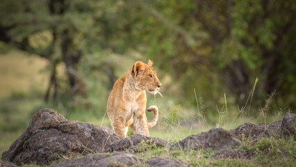 Lion cub ( Panthera Leo Leo) in the golden light of the evening sun, Olare Motorogi Conservancy, Kenya.