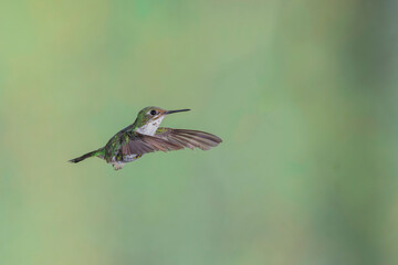 Andean Emerald (Amazilia franciae) in flight with horizontal wings and blurred green background